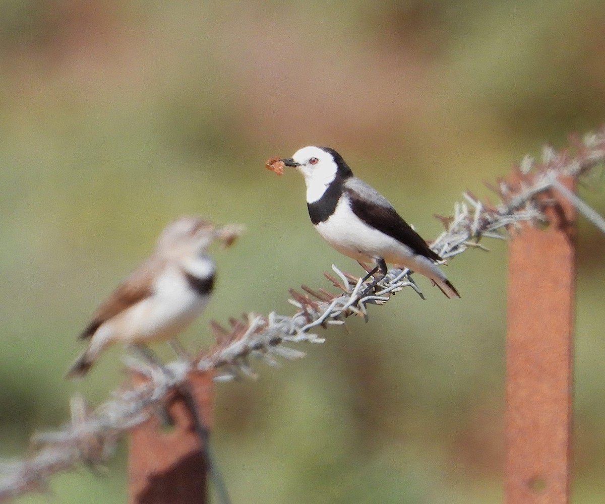 White-fronted Chat - ML641791480