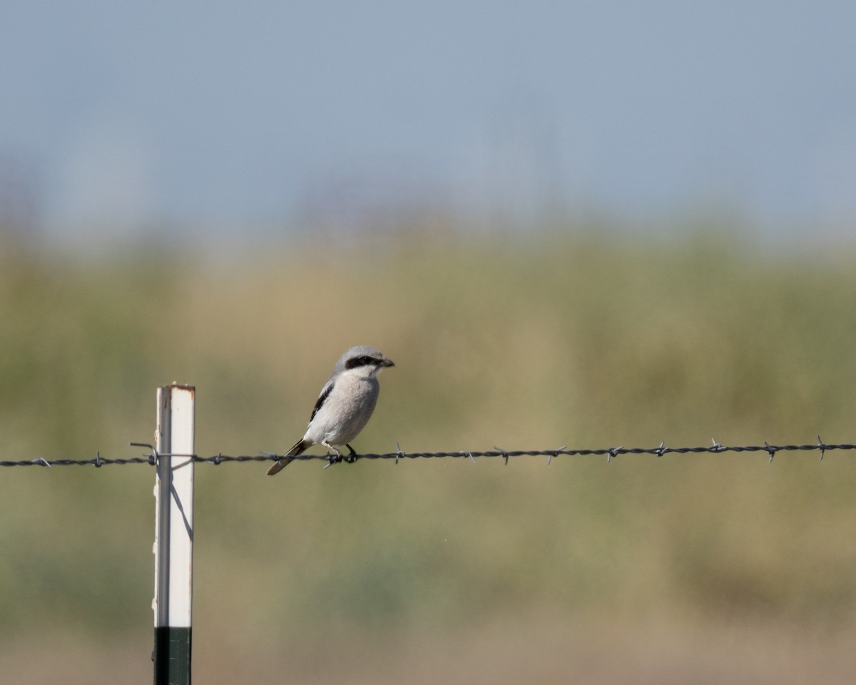 Loggerhead Shrike - ML641791481
