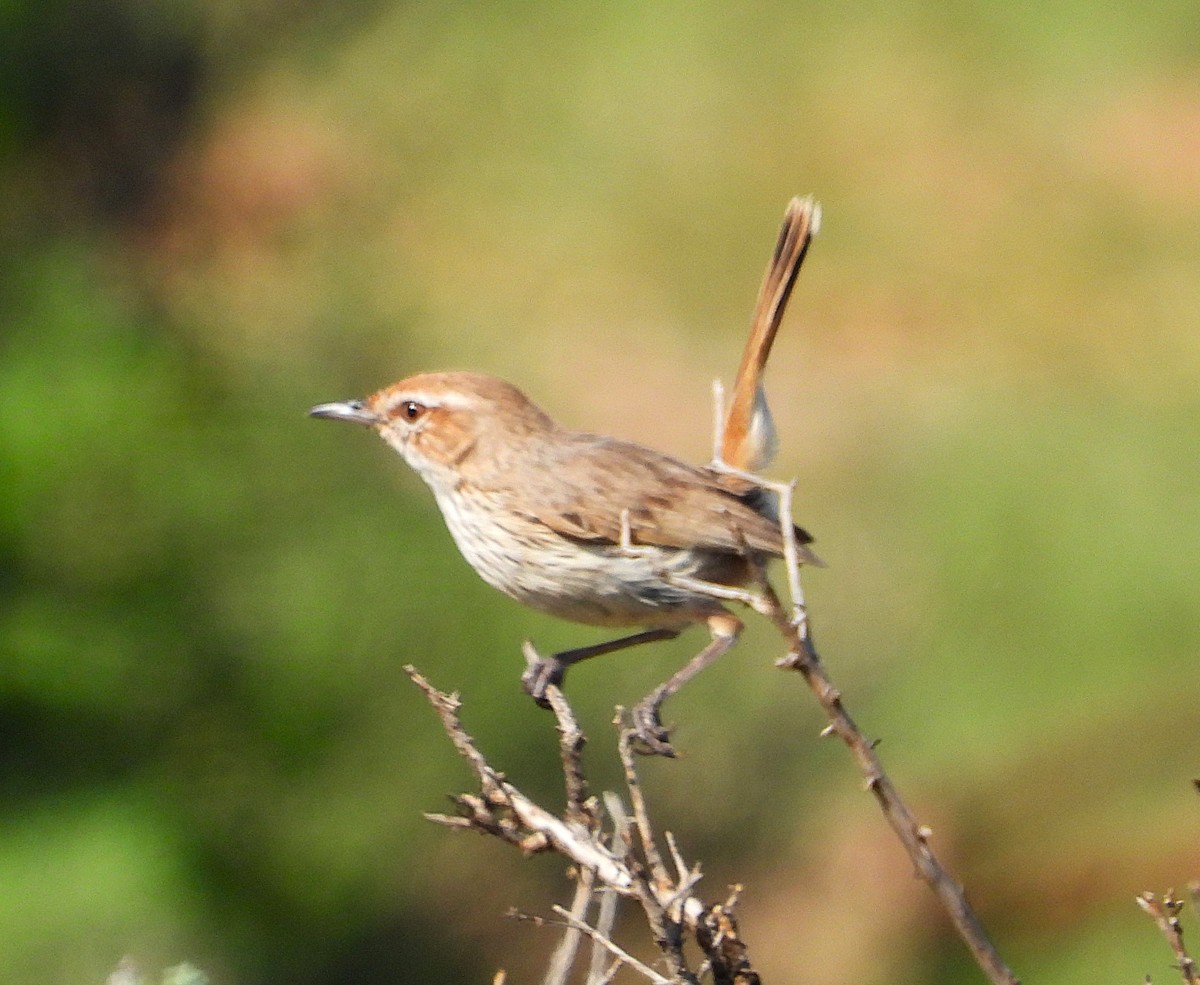 Rufous Fieldwren - ML641791483