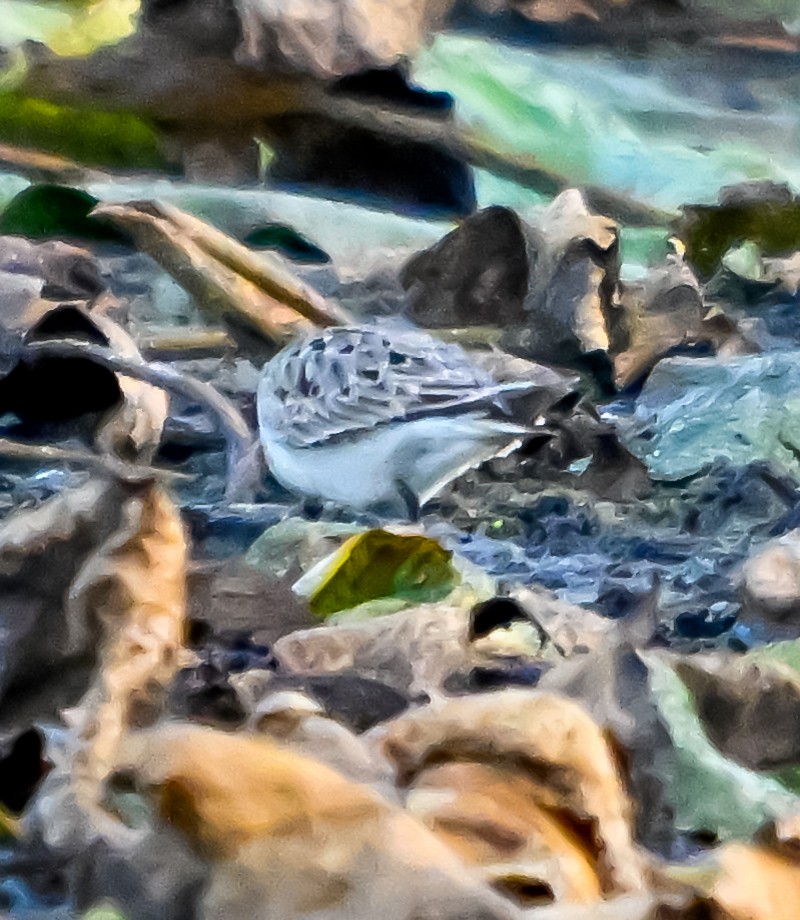 White-rumped Sandpiper - ML641791495