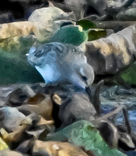 White-rumped Sandpiper - ML641791496