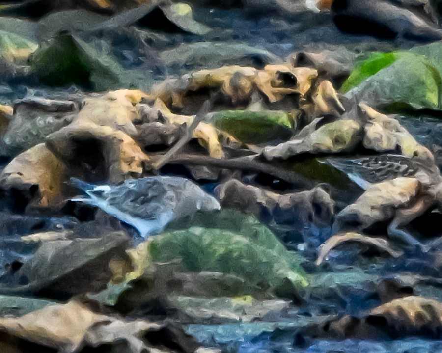 White-rumped Sandpiper - ML641791497