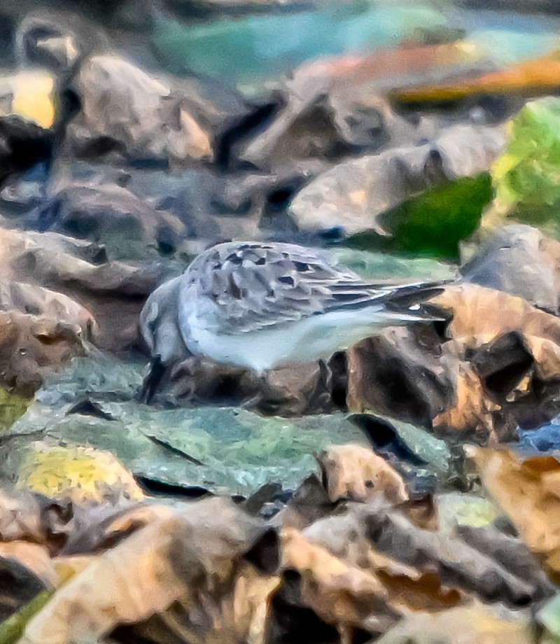 White-rumped Sandpiper - ML641791498
