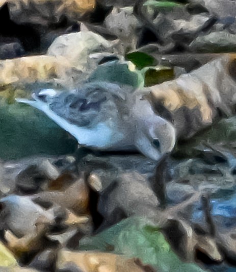 White-rumped Sandpiper - ML641791499