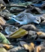 White-rumped Sandpiper - ML641791501