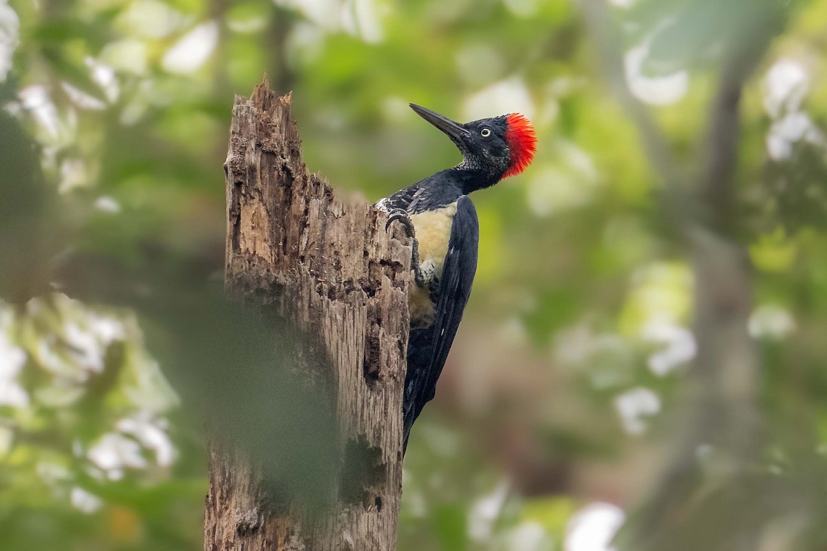 White-bellied Woodpecker - ML641791546