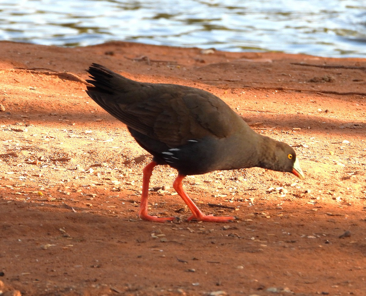 Black-tailed Nativehen - ML641791561