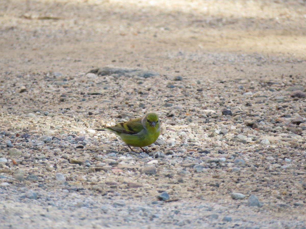 Citril Finch - ML641791565