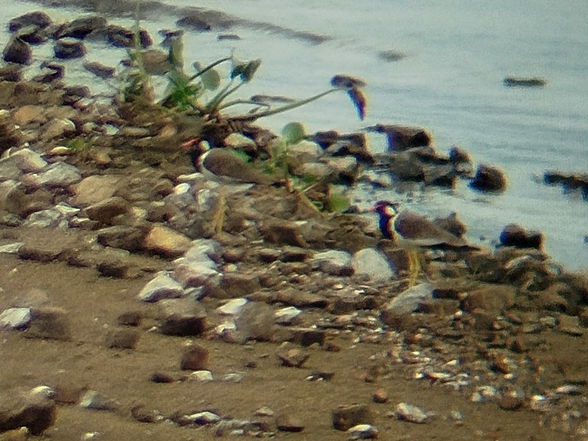 Red-wattled Lapwing - ML641791579