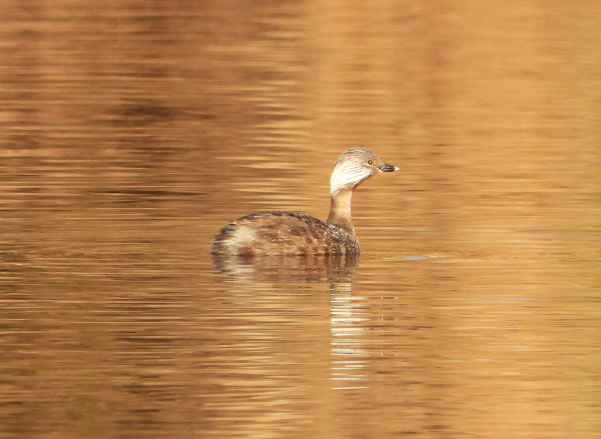 Hoary-headed Grebe - ML641791588