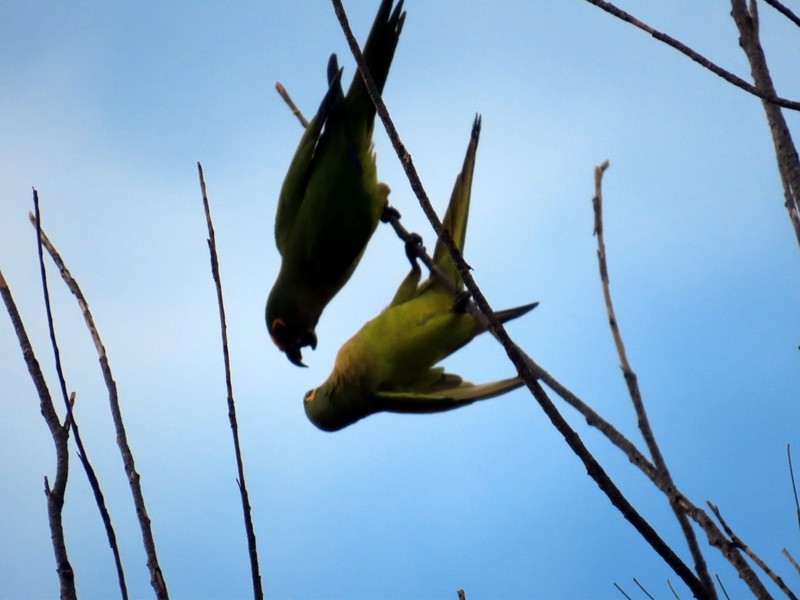gullpanneparakitt - ML641791609