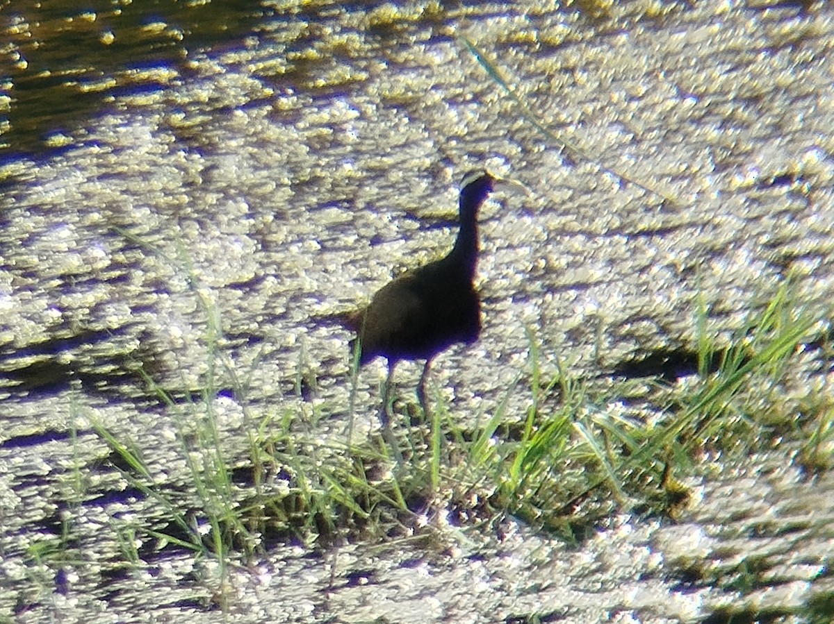 Bronze-winged Jacana - ML641791620