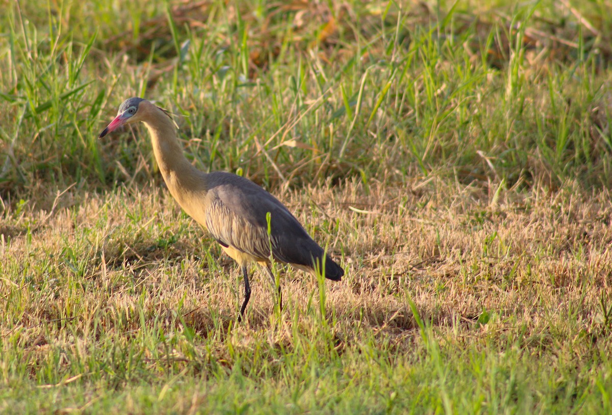 Whistling Heron - ML641791686