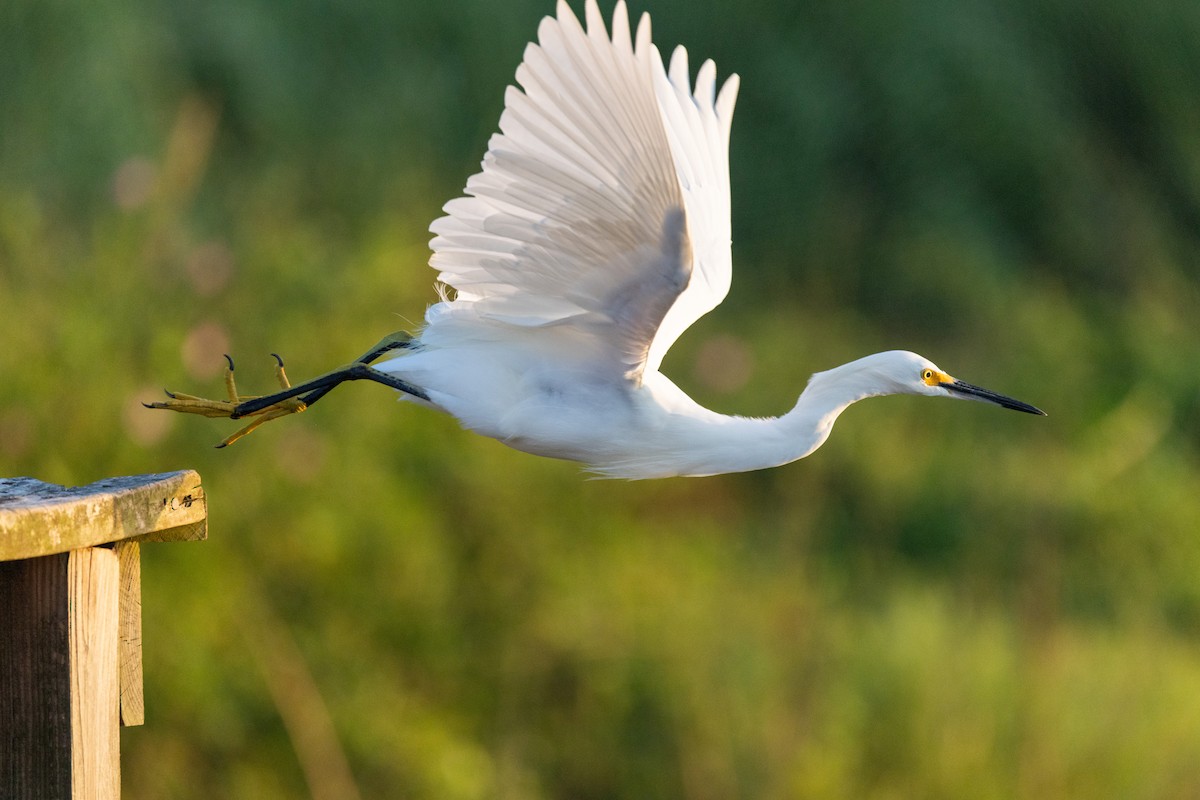 Snowy Egret - ML641791703