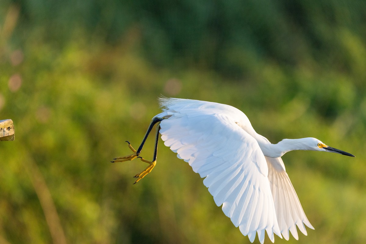 Snowy Egret - ML641791704