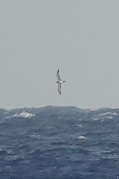 סולה לבנת-בטן - ML641791729