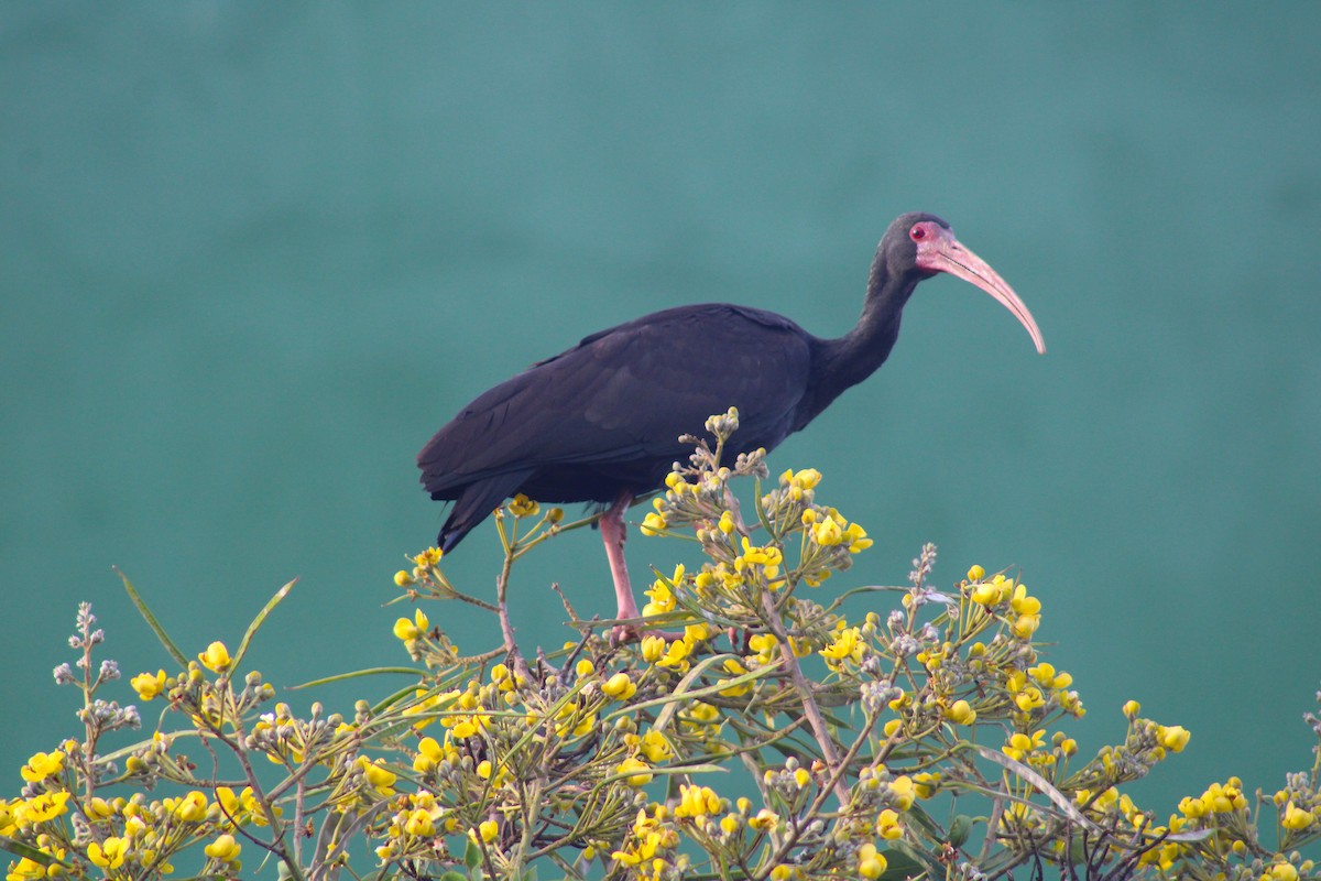 Ibis Afeitado - ML641791732