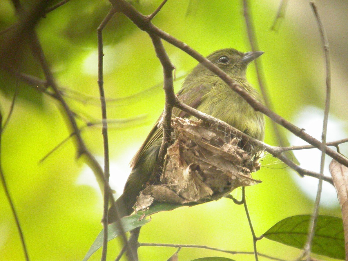 Schwarzpipra - ML641791734