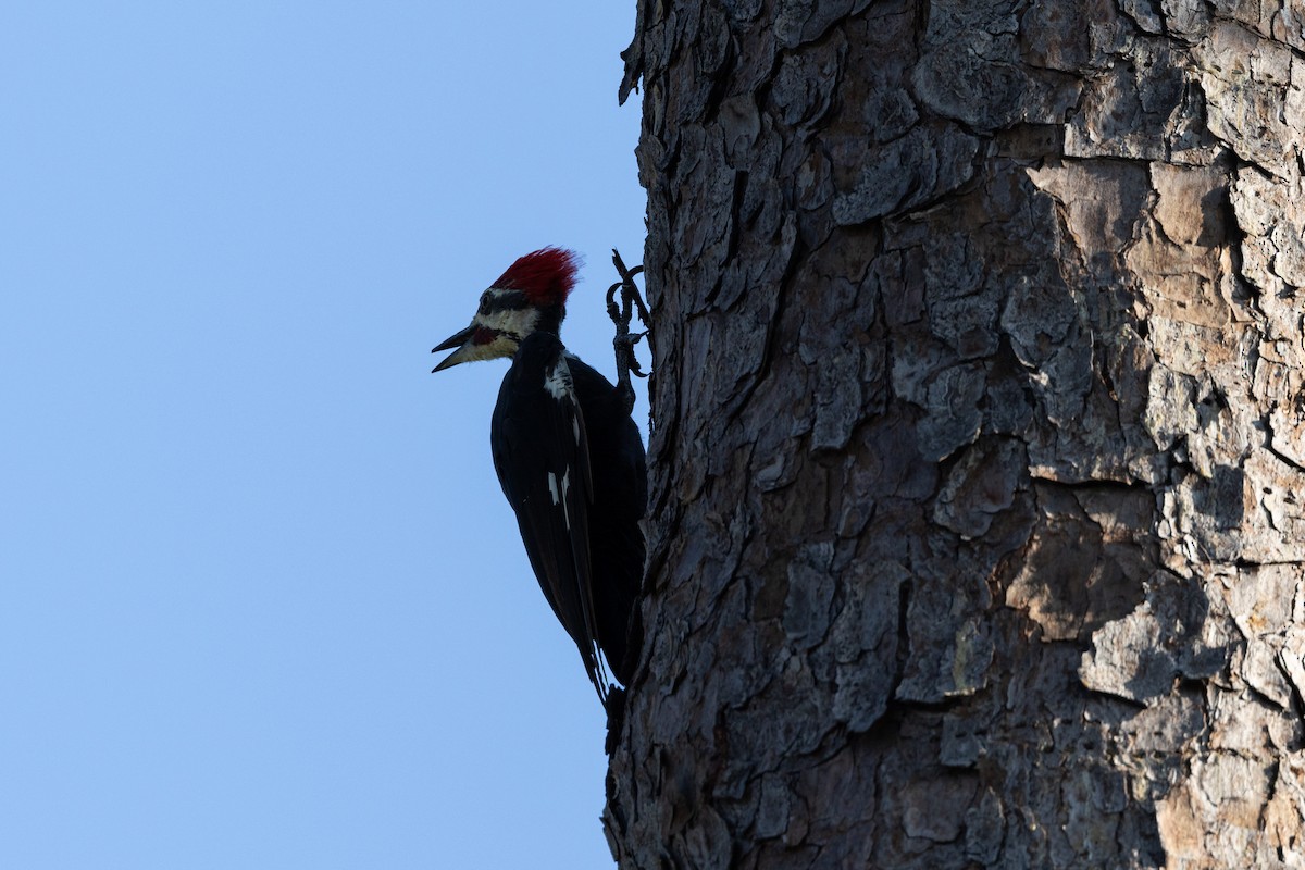 Pileated Woodpecker - ML641791735