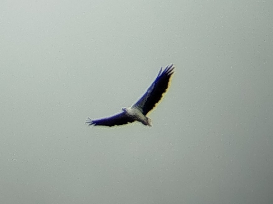 White-bellied Sea-Eagle - ML641791745