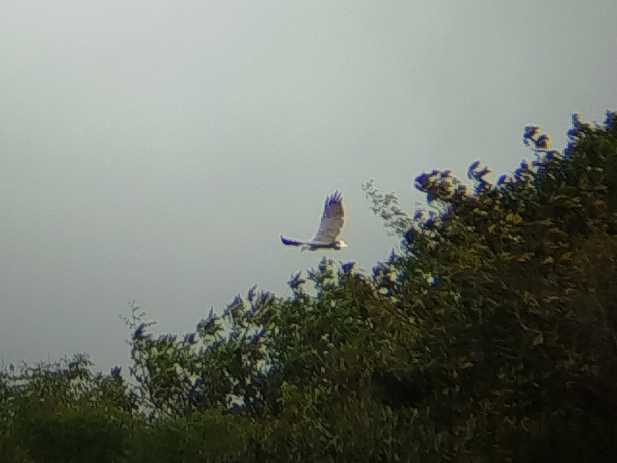 White-bellied Sea-Eagle - ML641791746