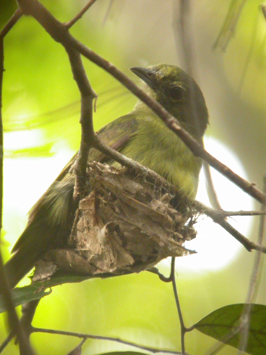 Schwarzpipra - ML641791747