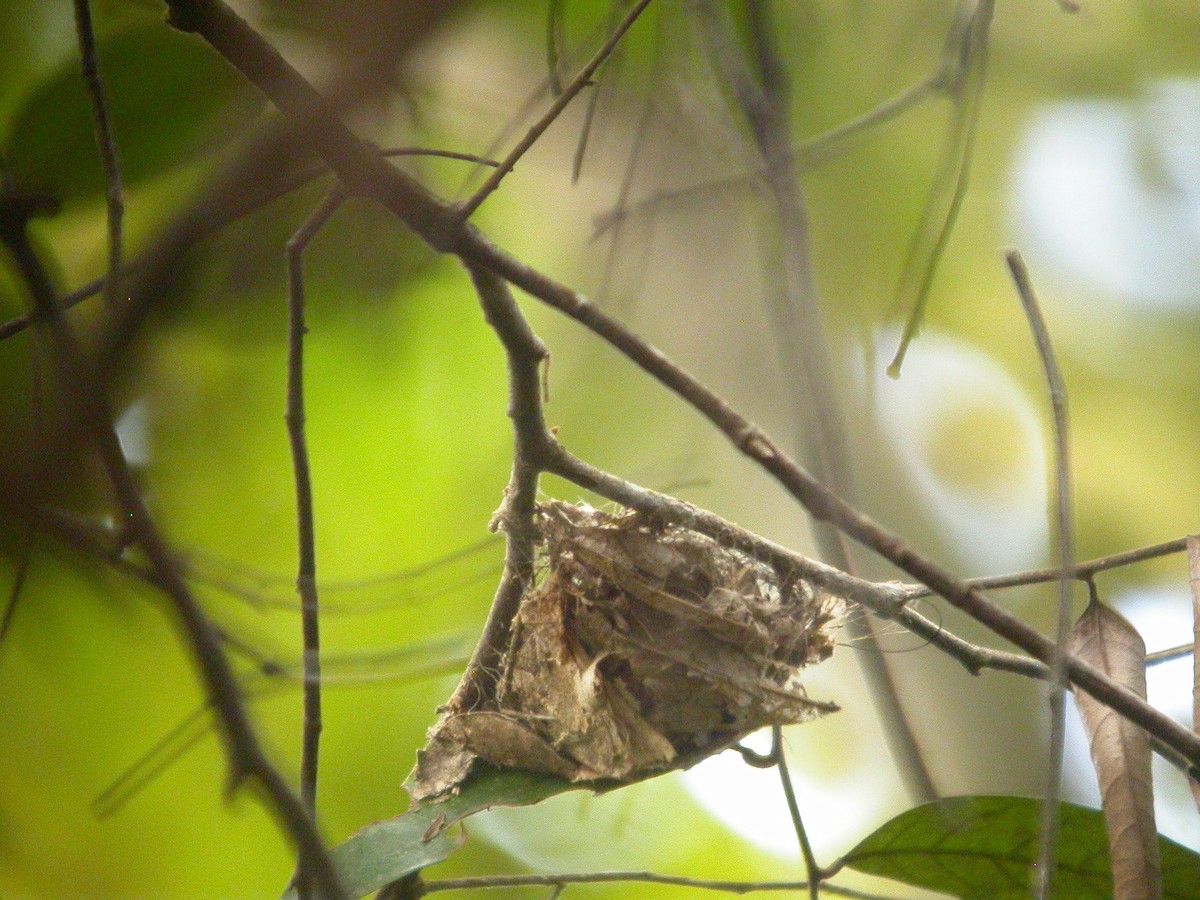 Schwarzpipra - ML641791750