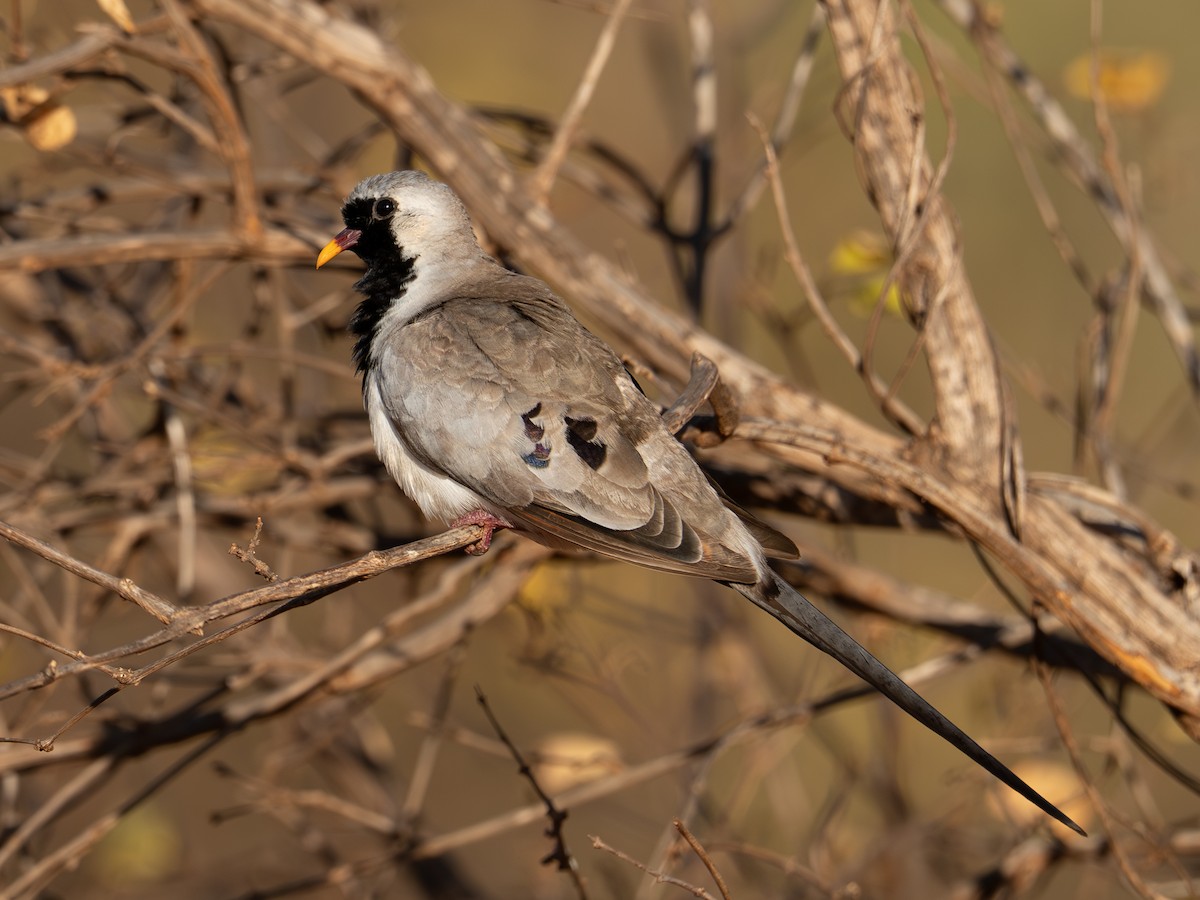 Namaqua Dove - ML641791752
