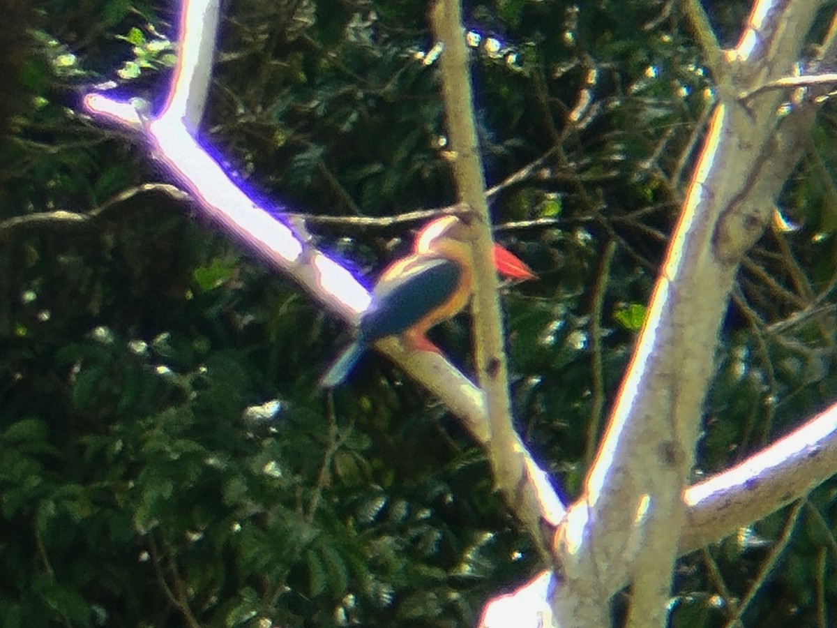 Stork-billed Kingfisher - ML641791754