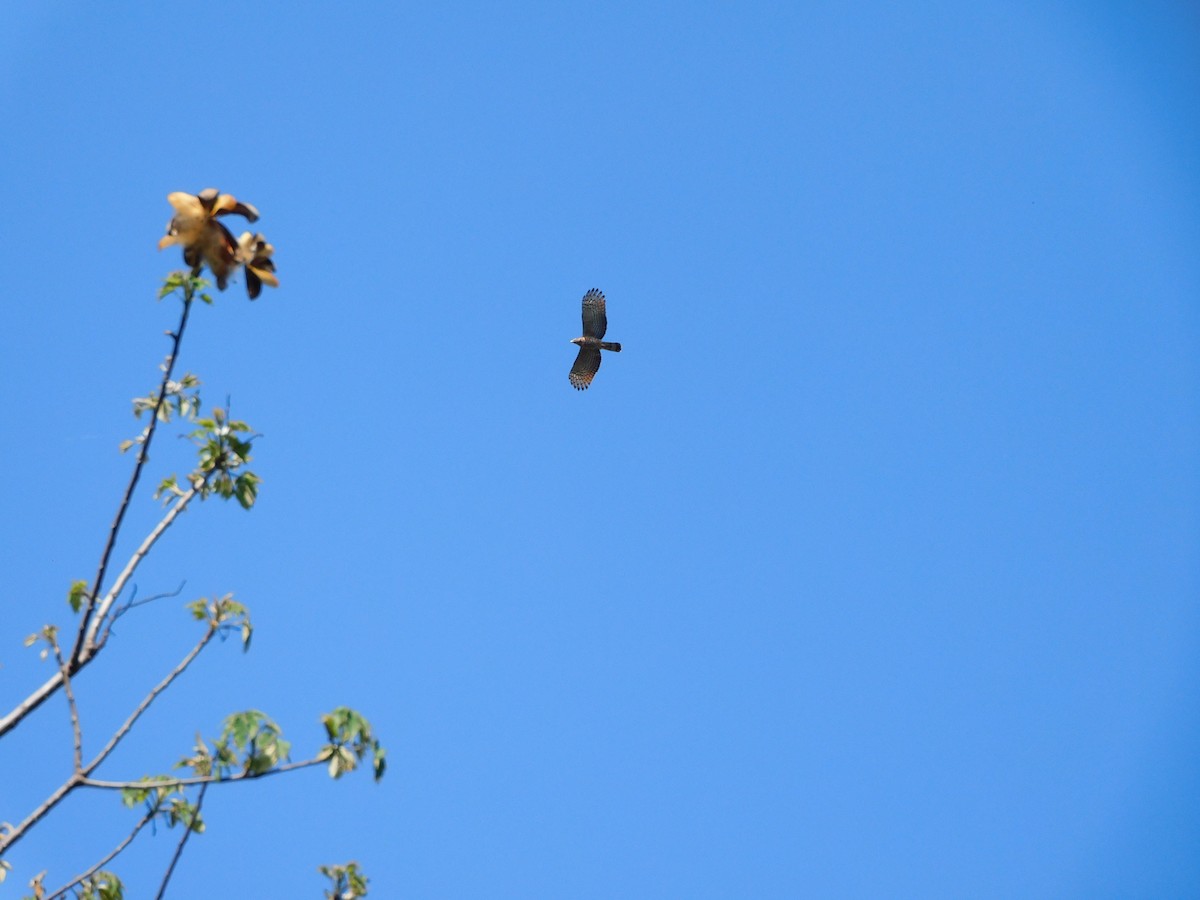 Hook-billed Kite - ML641791771