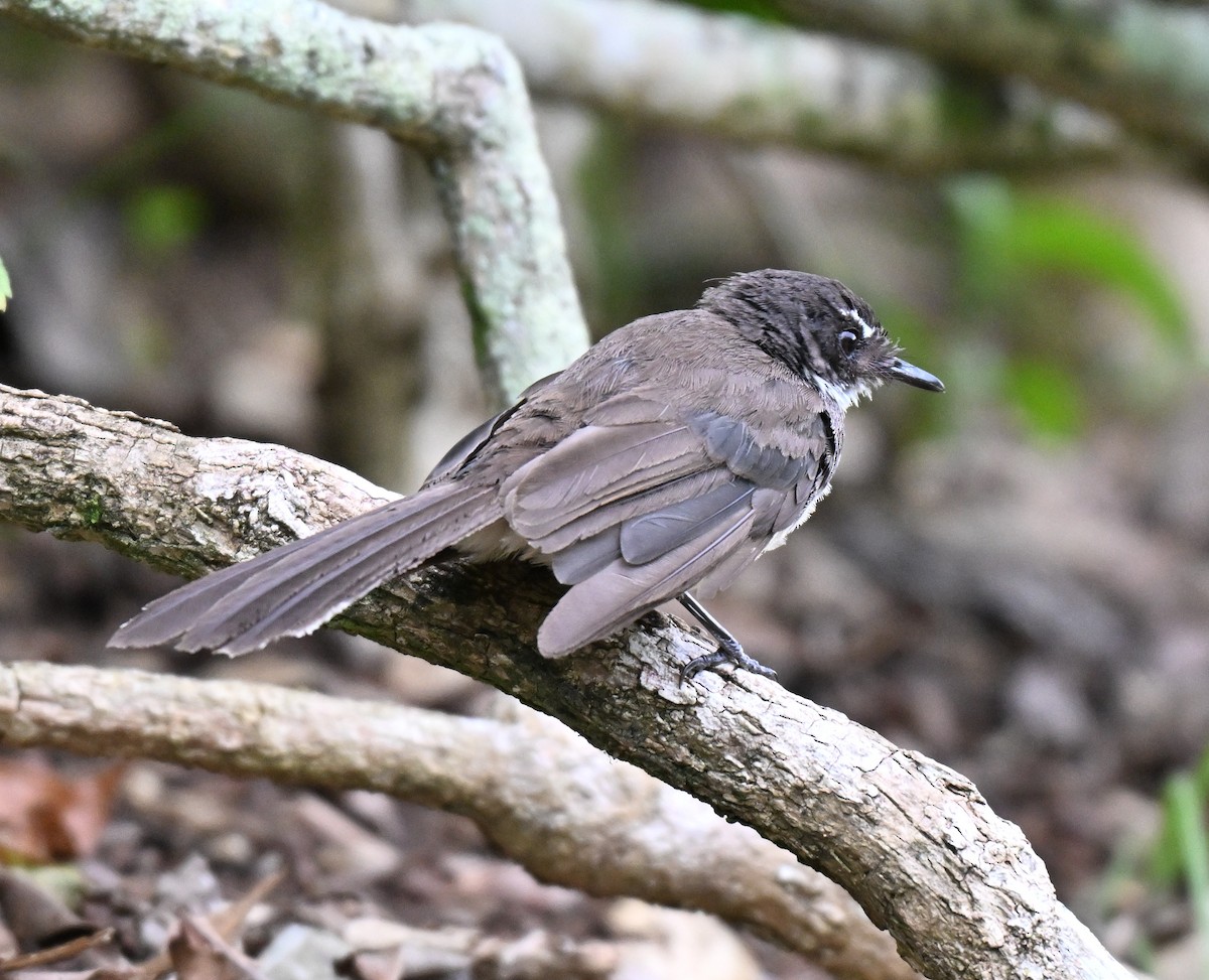 Malaysian Pied-Fantail - ML641791792