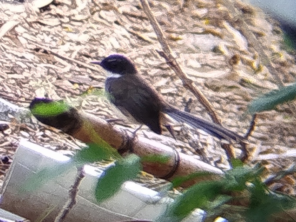 Malaysian Pied-Fantail - ML641791808