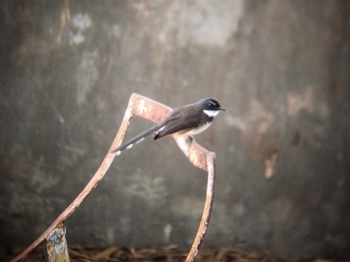 Malaysian Pied-Fantail - ML641791809