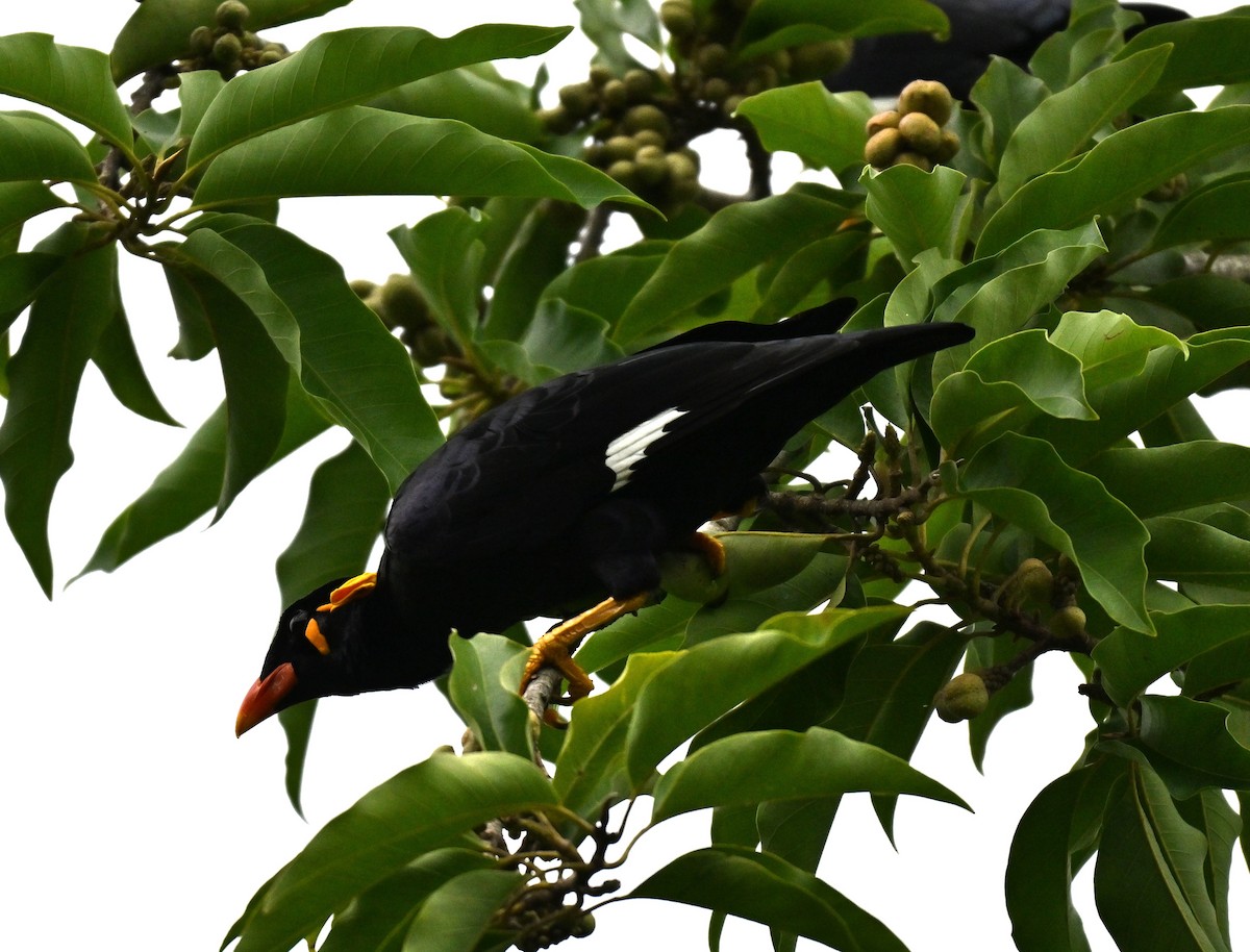 Common Hill Myna - ML641791813
