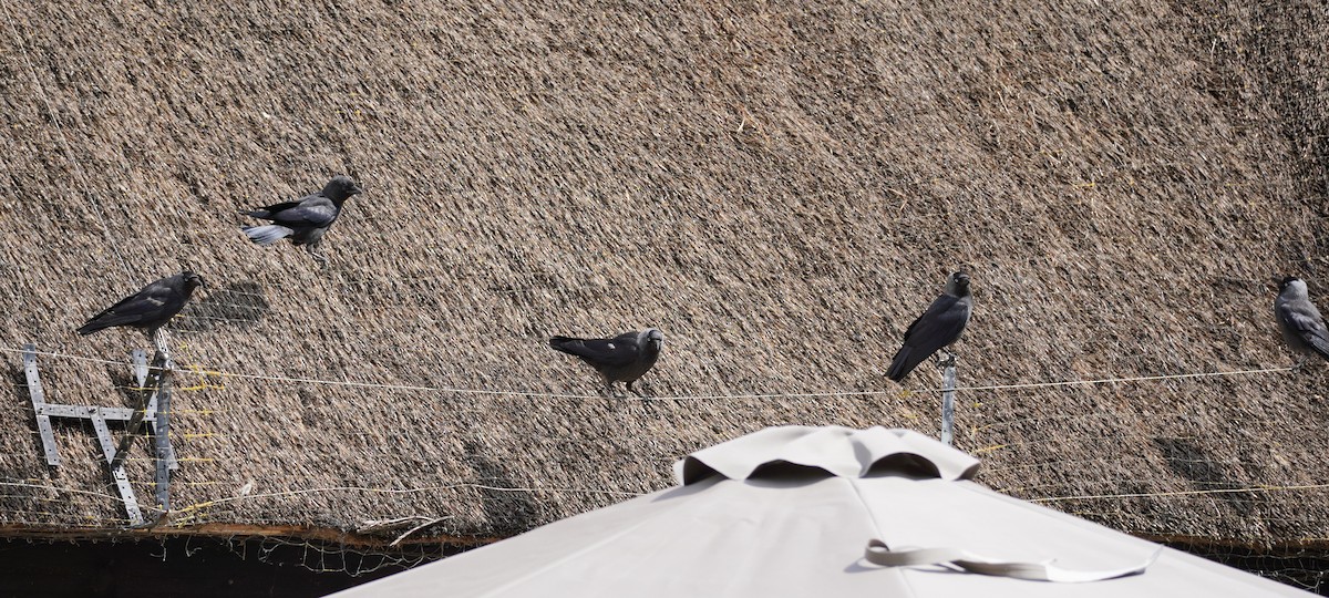 Eurasian Jackdaw - ML641791819