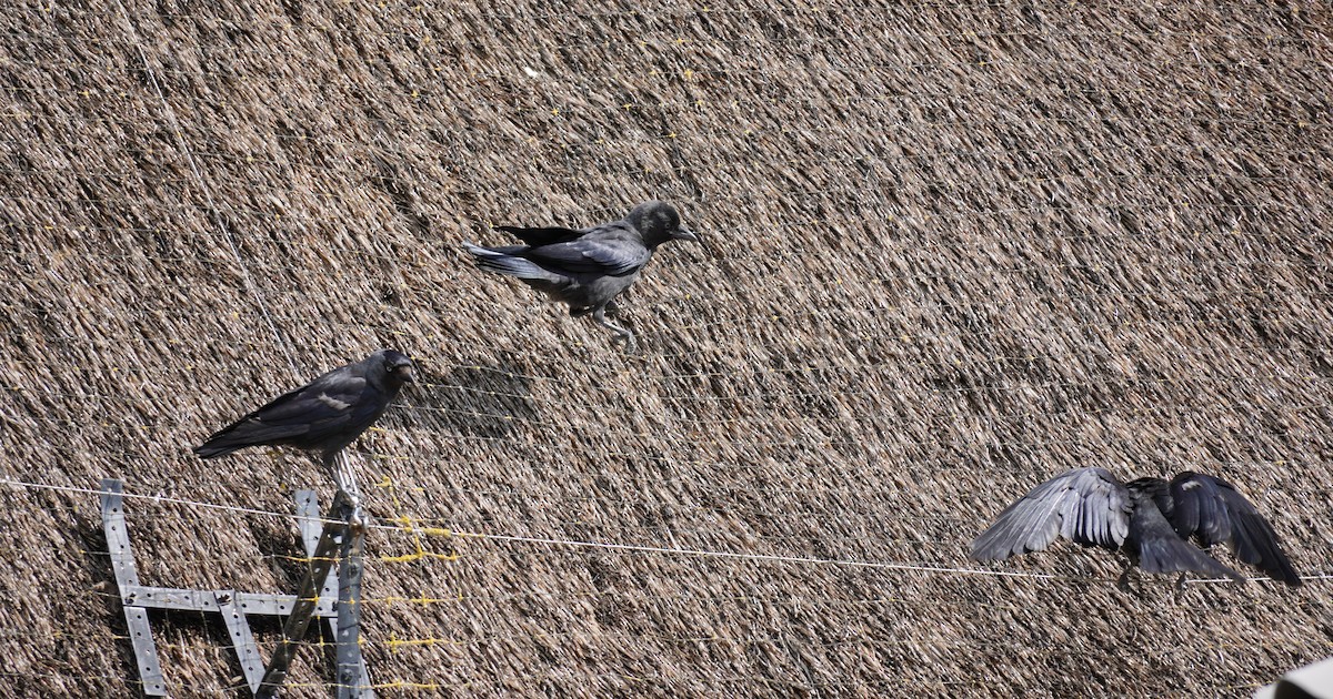 Eurasian Jackdaw - ML641791820