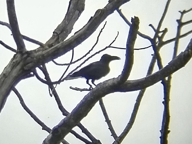 Large-billed Crow - ML641791821