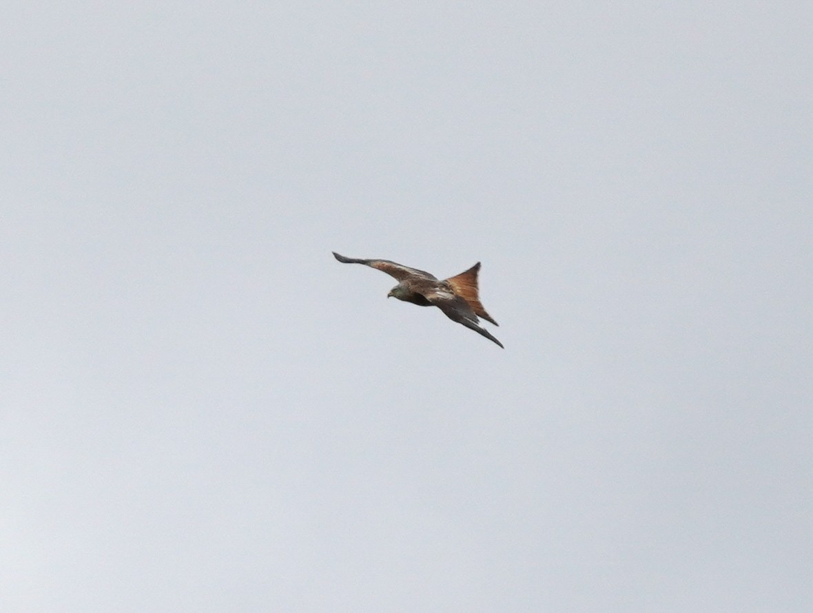 Red Kite - ML641791823