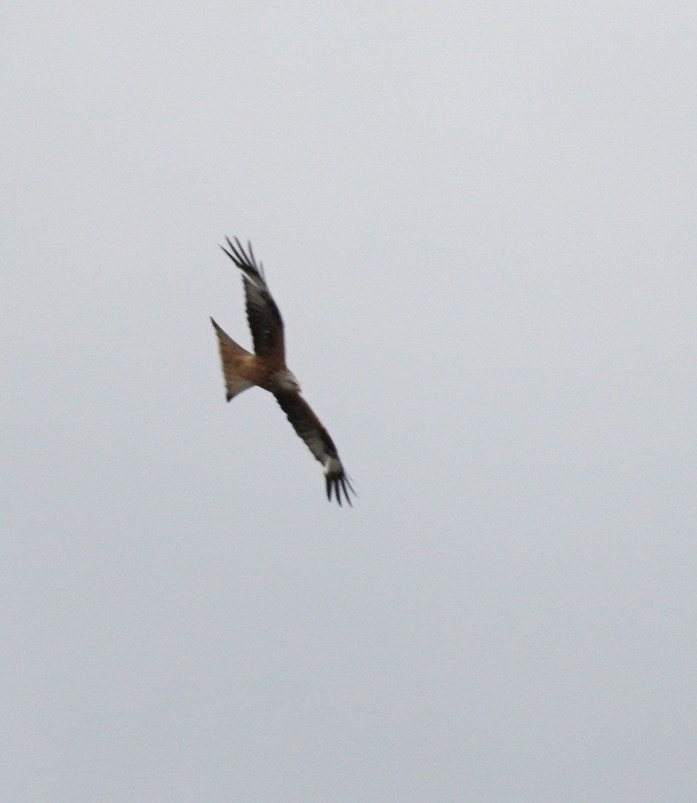 Red Kite - ML641791824