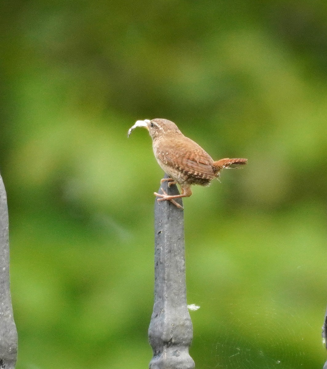 Eurasian Wren - ML641791825