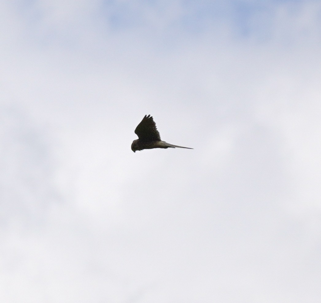 Eurasian Kestrel - ML641791829
