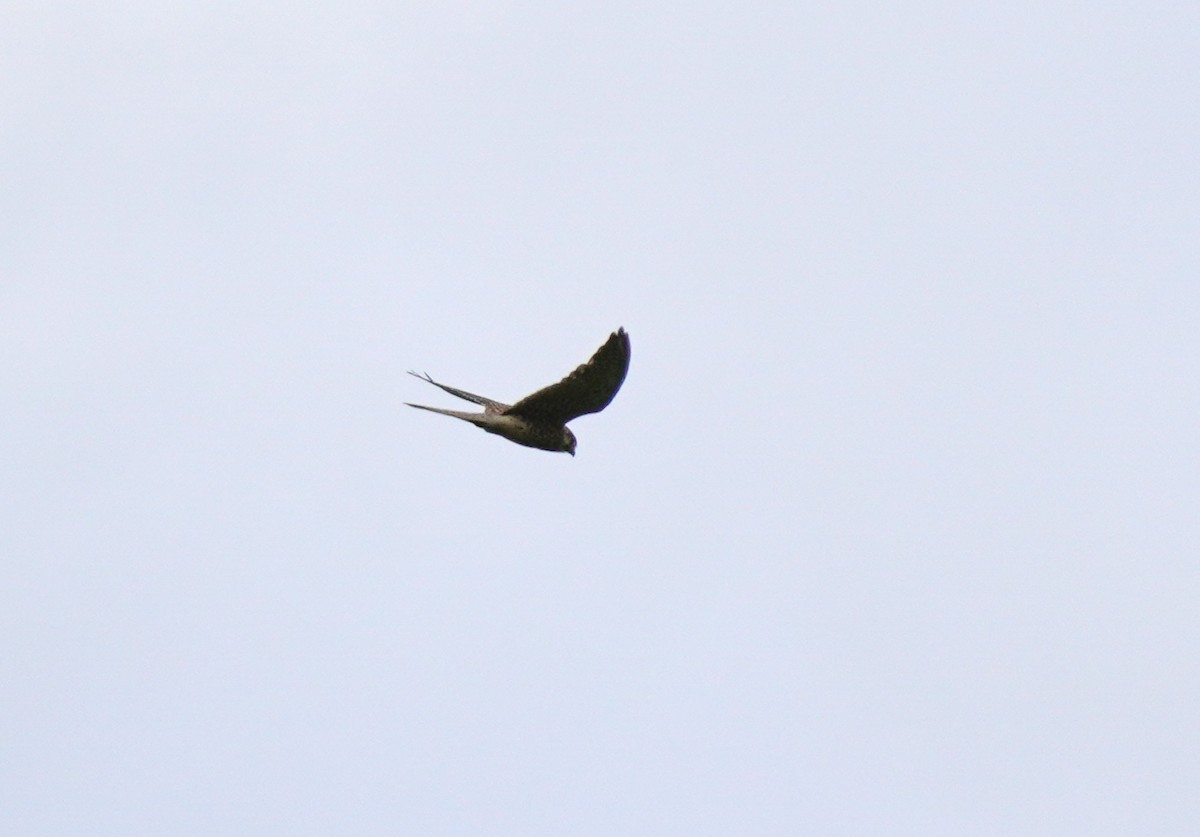 Eurasian Kestrel - ML641791830