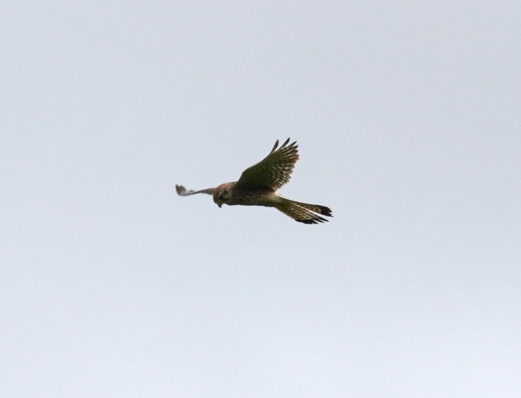 Eurasian Kestrel - ML641791831