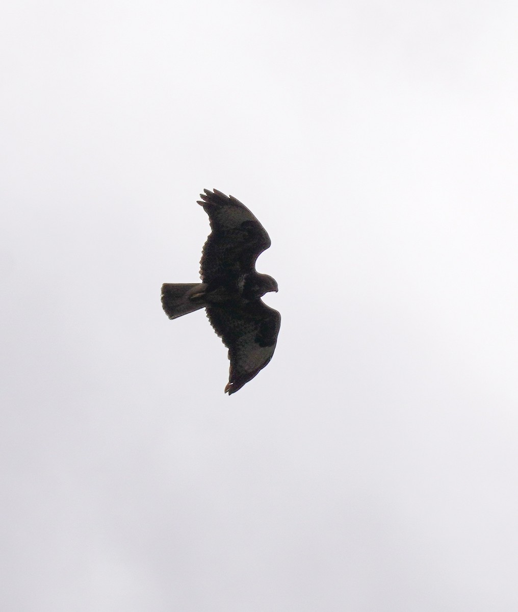 Common Buzzard - ML641791832