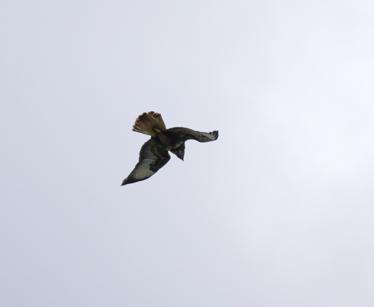 Common Buzzard - ML641791833