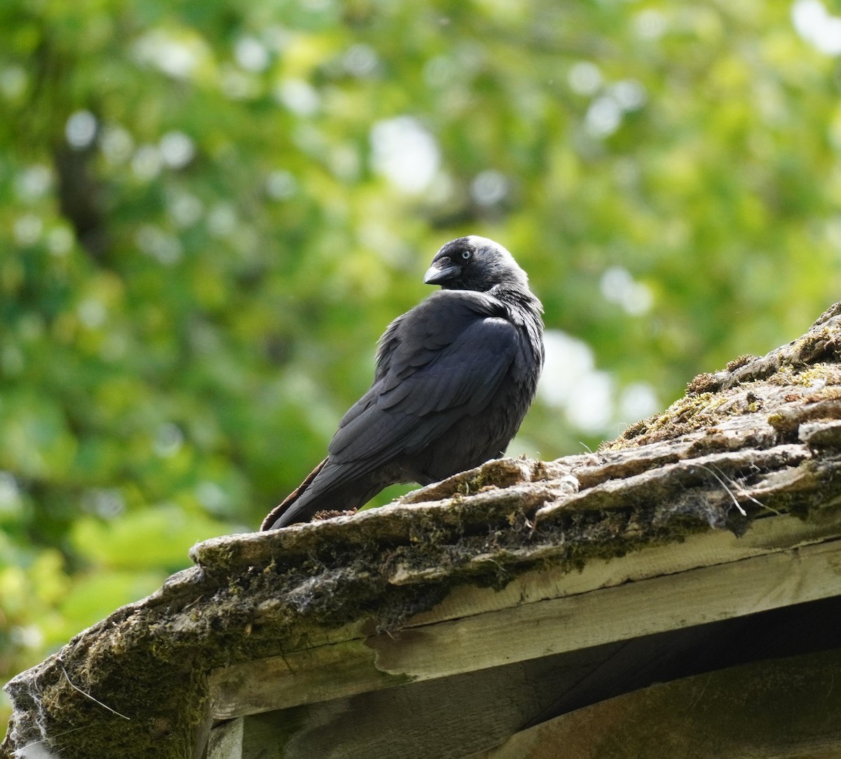Eurasian Jackdaw - ML641791839