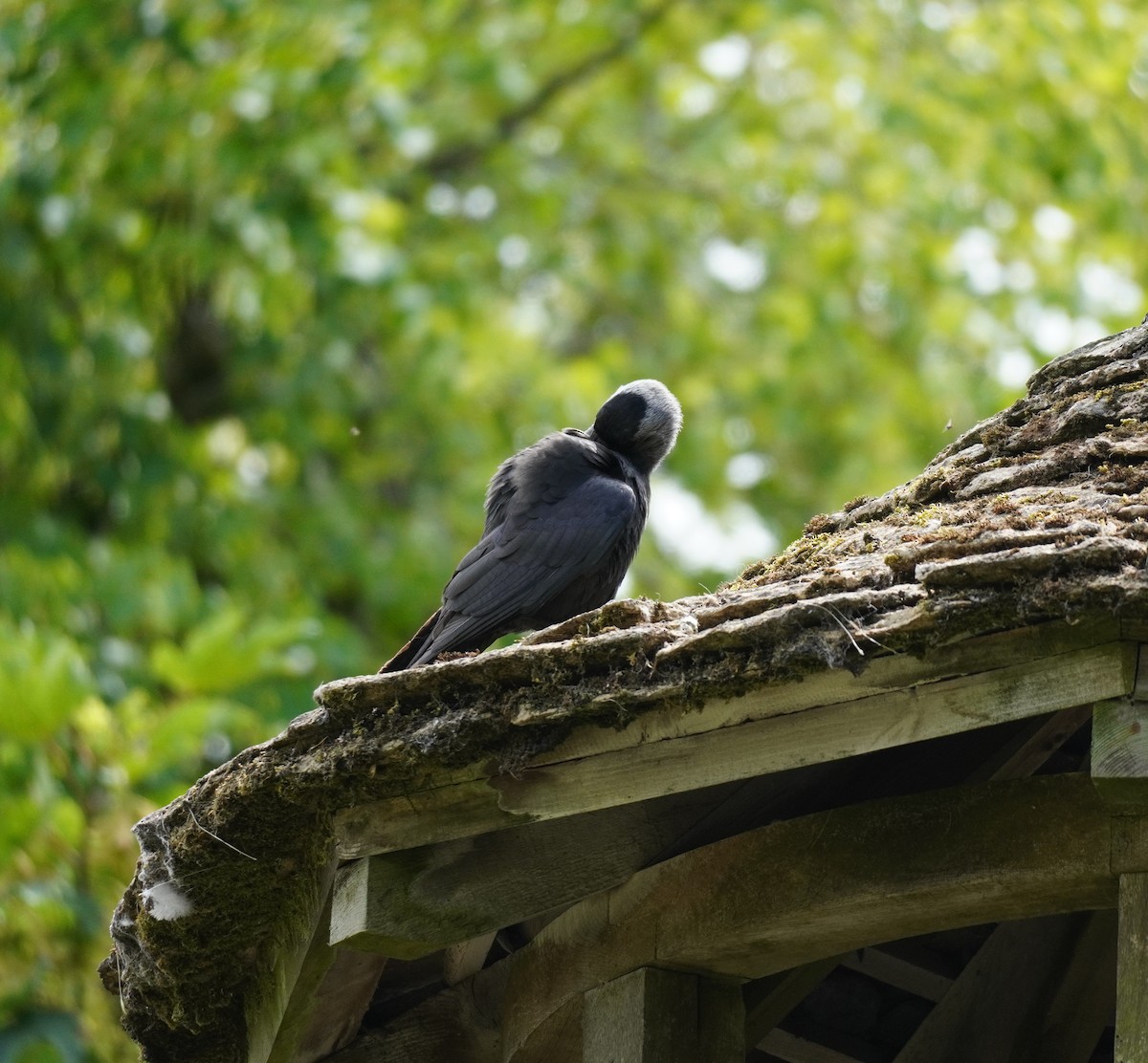 Eurasian Jackdaw - ML641791840