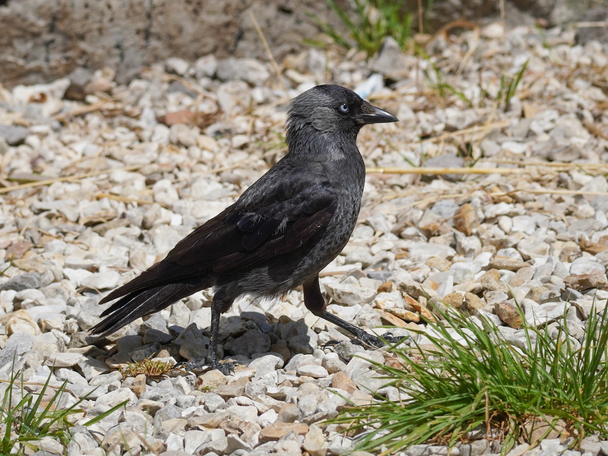 Eurasian Jackdaw - ML641791841