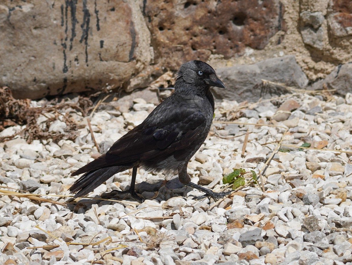 Eurasian Jackdaw - ML641791842