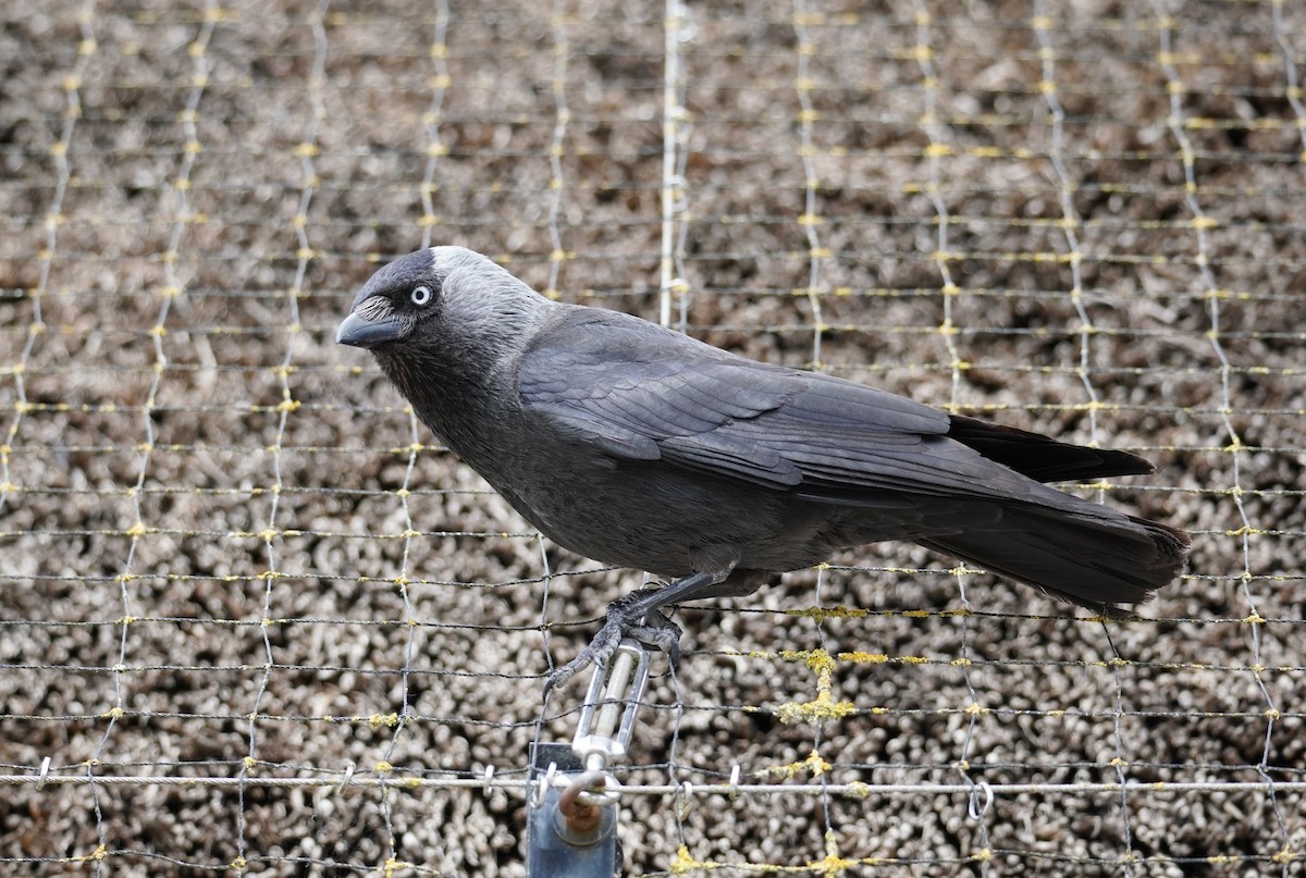 Eurasian Jackdaw - ML641791843